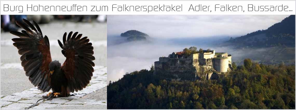 Burg Hohen Neuffen zum Falknerspektakel  Adler, Falken, Bussarde und Eulen